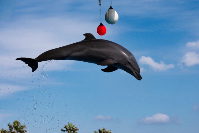 イルカショー | ELEMOs Dolphin leaps mid-air during a seaside show, with red and white balls above against a blue sky.